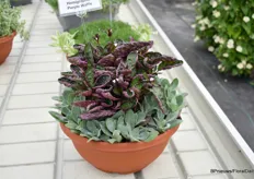 Hemigraphis purple Waffle has two colors and a waffle texture: this can be as a small filler in the gardener in the patio, just for texture. It is easy to maintenance, easy to handle. It also has small white flowers. Also have purple, green and texture together.